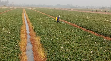 Khoai lang Vĩnh Long cần nâng cao sản lượng và chất lượng.