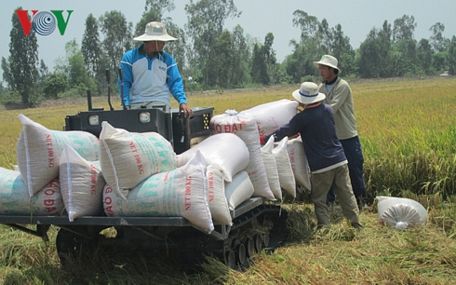 Năm 2018 với nhiều tin vui cho sản xuất lúa gạo.
