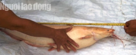  Cá nặng hơn 5 kg