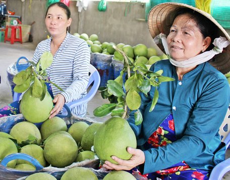   Cây bưởi Năm Roi góp phần đem lại mức sống cao cho nhiều nông hộ.