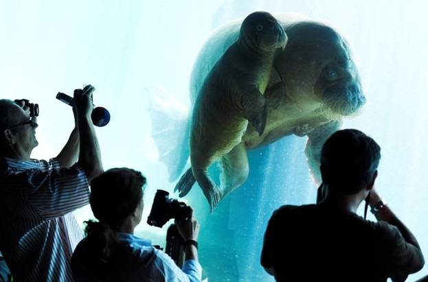 Mẹ con chú hải mã Dyna lặn sát bên nhau ở công viên Hagenbeck, Hamburg, Đức,