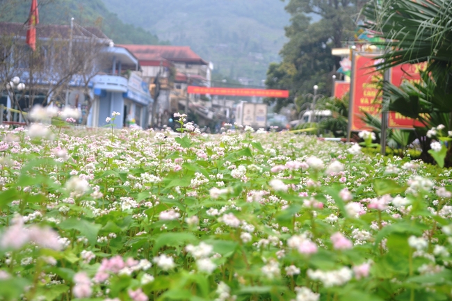 Không chỉ là loài hoa, với đồng bào nơi đây, Tam giác mạch còn là lương thực cho những ngày giáp hạt. Hạt mạch để xay bột làm bánh, thân cây còn non dùng làm rau xanh.