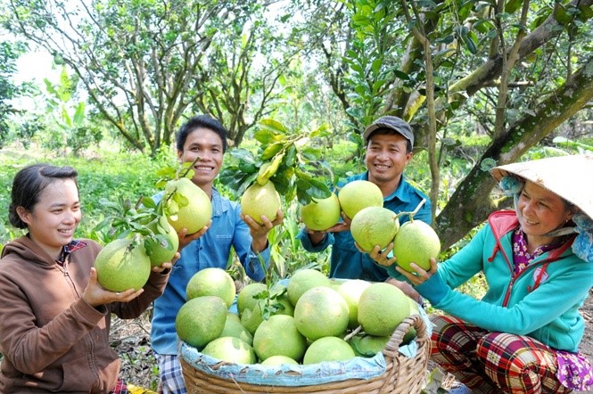 Các mô hình sáng tạo như CLB trồng bưởi tạo hình cho giá trị cao