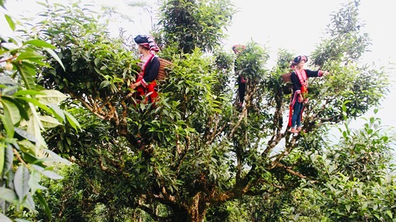 Thu hoạch trên cây trà cổ thụ tại bản Bẹ - Tà Xùa