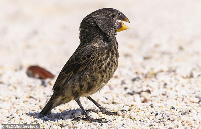 Loài chim sẻ lớn Galapagos có sức cắn cực mạnh so với các loài động vật khác.