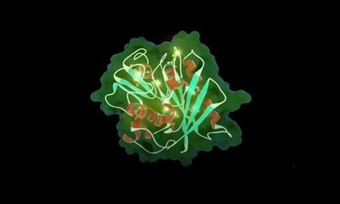 Enzyme đột biến có thể phân hủy nhựa trong vài ngày. 