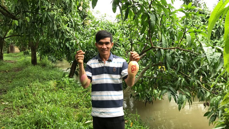 Xoài in chữ thư pháp màu đỏ được nhiều người dân ưa chuộng để chưng trong dịp Tết.