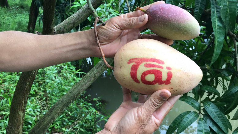  Trong ngày đầu năm, việc chưng trái xoài in chữ này trong mâm ngũ quả mang ý nghĩa tốt đẹp, an lành và mai mắn.