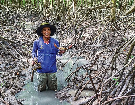  Không gì thú vị hơn khi được trãi nghiệm bắt cua trong rừng đước ở huyện Năm Căn, tỉnh Cà Mau.