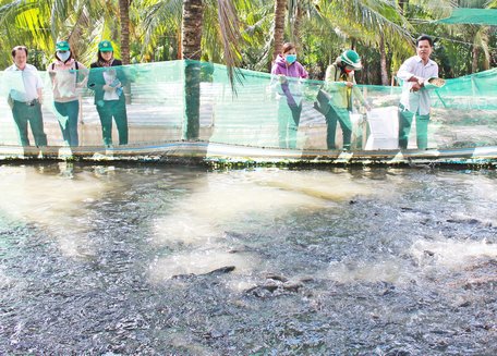 Nuôi cá lóc giống trong bể bạt kết hợp sang ao nuôi cá thịt đã đem đến cho anh Điệp (bìa phải) nguồn lợi khá cao.