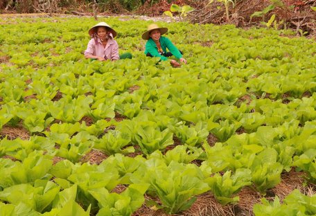 Những luống rau xanh mướt, tươi tốt của phụ nữ xã Phú Lộc.