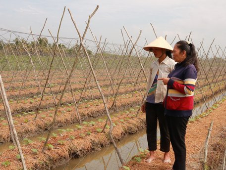 ​Phát triển mô hình trồng màu theo hướng an toàn