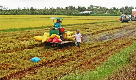 Tiếp tục mở rộng diện tích cánh đồng lớn có liên kết sản xuất- tiêu thụ với doanh nghiệp.