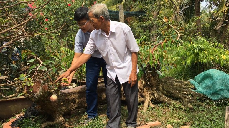  Ông cho biết sẽ bán cây vú sữa này cho những ai đam mê về kiểng bonsai với giá bán 300 triệu đồng.