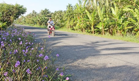 Nhiều hộ dân quan tâm trồng hoa trước nhà góp phần làm đẹp cảnh quan và tạo diện mạo nông thôn.