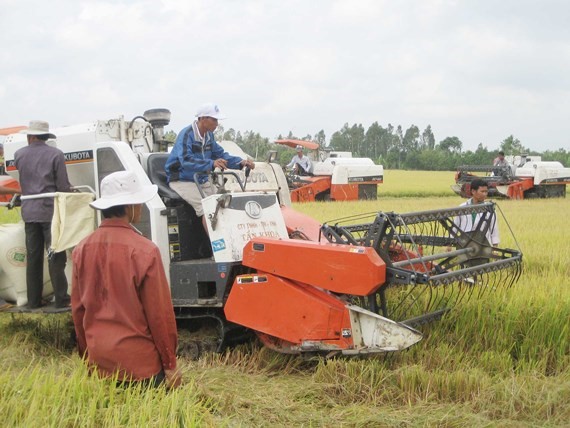 Nông dân ĐBSCL thu hoạch lúa đông xuân