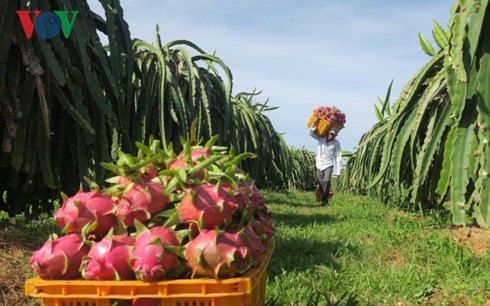 Cây thanh long giúp nông dân xã Tân Thuận nói riêng và huyện Hàm Thuận Nam nói chung thoát nghèo trở nên khấm khá