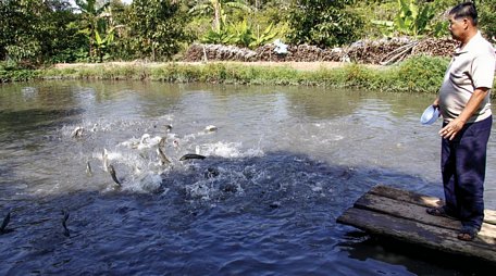 Ông Trần Văn Tuấn (ấp Mái Dầm) thua lỗ hơn 100 triệu đồng năm 2017, nay đã vui vì trả được nợ cũ và có lời.