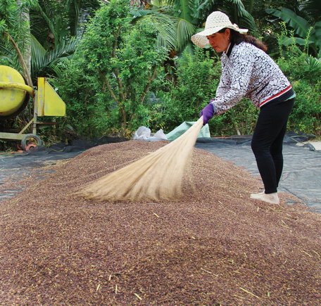 Theo bà Nga, phải rất kỹ lưỡng trong tất cả các khâu mới cho ra hạt lúa, hạt gạo thảo dược chất lượng cao.