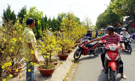 Nhiều người trồng mai cho hay, mai năm nay bán được giá cao hơn năm trước do thời tiết ảnh hưởng làm mai hư hại nhiều.