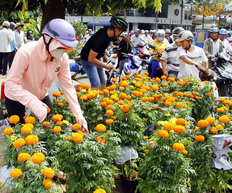 Vạn thọ hút hàng mạnh, giá cao nhưng không còn hàng nhiều.