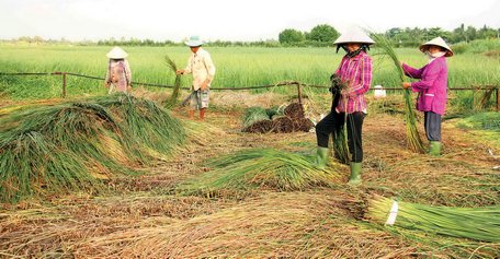 Thích ứng biến đổi khí hậu có ý nghĩa sống còn trong sản xuất nông nghiệp.  Trong ảnh: Cây lác Vũng Liêm thích ứng cho điều kiện xâm nhập mặn.