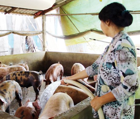 Chăn nuôi nhỏ lẻ cần đầu tư mở rộng quy mô gia trại, trang trại, đảm bảo các điều kiện an toàn thực phẩm.