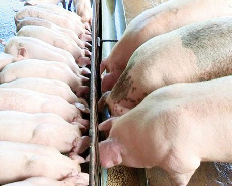 Thời cơ tốt để cơ cấu lại ngành chăn nuôi heo