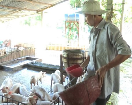 Chăn nuôi nhỏ lẻ cần đầu tư mở rộng quy mô gia trại, trang trại, đảm bảo các điều kiện an toàn thực phẩm.