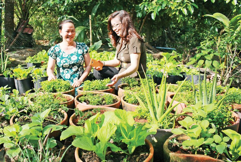 Mô hình trồng rau tại nhà giúp nông dân cải thiện bữa ăn cho gia đình.