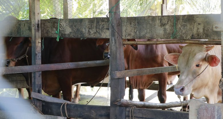 Những mô hình nông nghiệp hiệu quả được kỳ vọng phát triển, tạo lập đời sống kinh tế nông thôn tốt hơn.