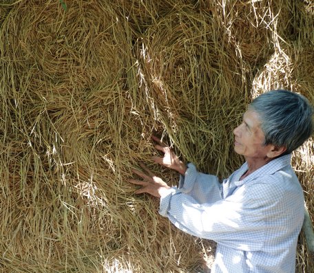 Rơm rạ được nông dân Vũng Liêm tích trữ là một trong các nguồn thức ăn chính của bò.