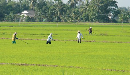 Chuyển đổi cơ cấu nông nghiệp, khuyến khích luân canh 2 lúa- 1 màu.