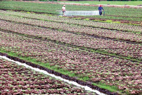 Những ruộng màu xen canh ở xã Tân Bình.