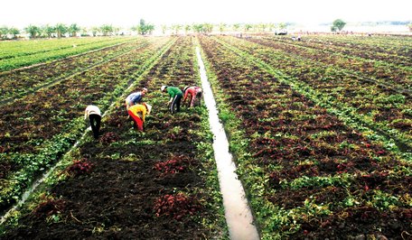 Bà con xã Thành Trung canh tác giữa mùa nước lũ.