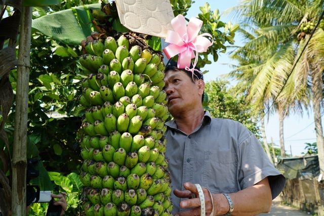 Những nải chuối đầu tiên đã chín