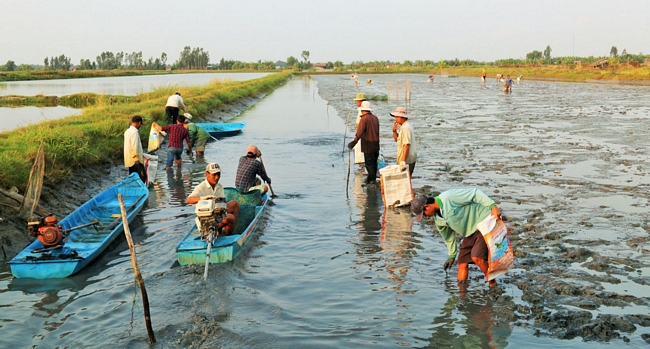 Tôm ngộp và nổi trên mặt nước, nông dân chỉ việc lượm và cho vào bao.