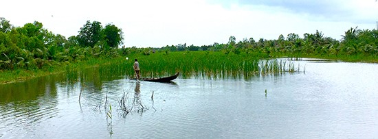 Nông hộ trồng bồn bồn ở xã Tân Hưng Đông, huyện Cái Nước, Cà Mau.