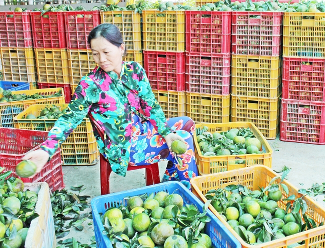Để nâng cao thu nhập cho người dân, xã Hiếu Nghĩa đang nhân rộng các mô hình trồng cam, nấm bào ngư...