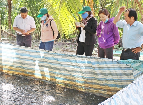 Mô hình nuôi cá lóc đang mang lại nguồn thu khá cho nông hộ.