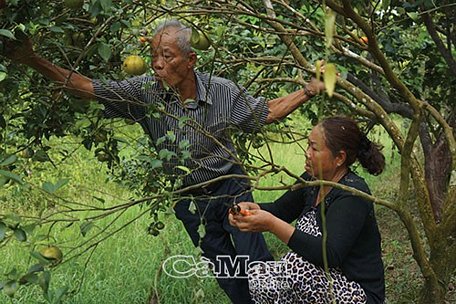 Vườn quýt cho thu hoạch hơn 6 tấn trái mỗi năm.