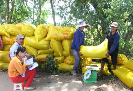 Giá lúa Đông Xuân giảm mạnh, người trồng lúa như đứng đống lửa như ngồi đống than.