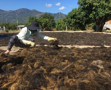  Người dân đang phơi rau câu chỉ, thông thường phơi từ 1 - 2 nắng rồi xuất bán cho các thương lái.