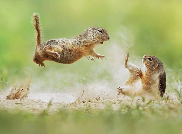 Tuyệt đỉnh Kung Fu ... Sóc.