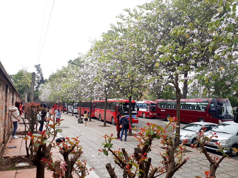 Hoa ban là loài hoa đặc trưng của vùng Tây Bắc, nhưng từ lâu loài hoa này đã được trồng rất nhiều trên các tuyến phố hay công viên tại Hà Nội.