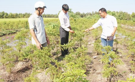  Cây đinh lăng do anh Hải trồng (bìa phải) đang phát triển tốt.