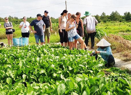 Tour du khách tham gia làm lúa, làm rẫy cùng nông dân của Công ty Mekong travel.