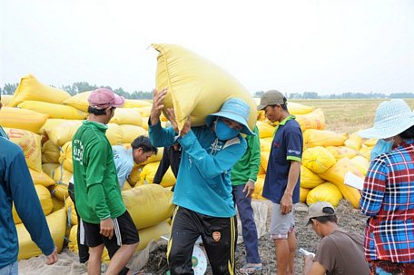 Nông dân An Giang thu hoạch lúa đông xuân 2018 – 2019.