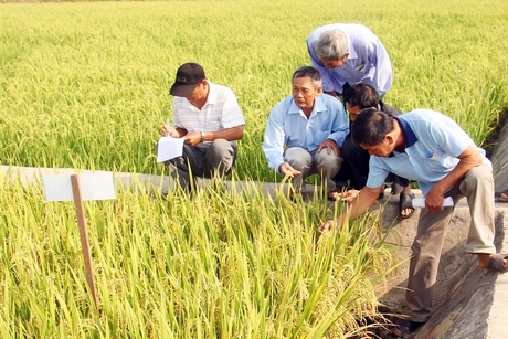 Thông qua khảo nghiệm các giống lúa triển vọng bổ sung vào cơ cấu giống lúa, đáp ứng được nhu cầu sản xuất và xuất khẩu.