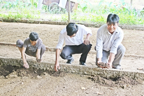 Mô hình nuôi trùn quế của HTX đang mang lại hiệu quả cao.